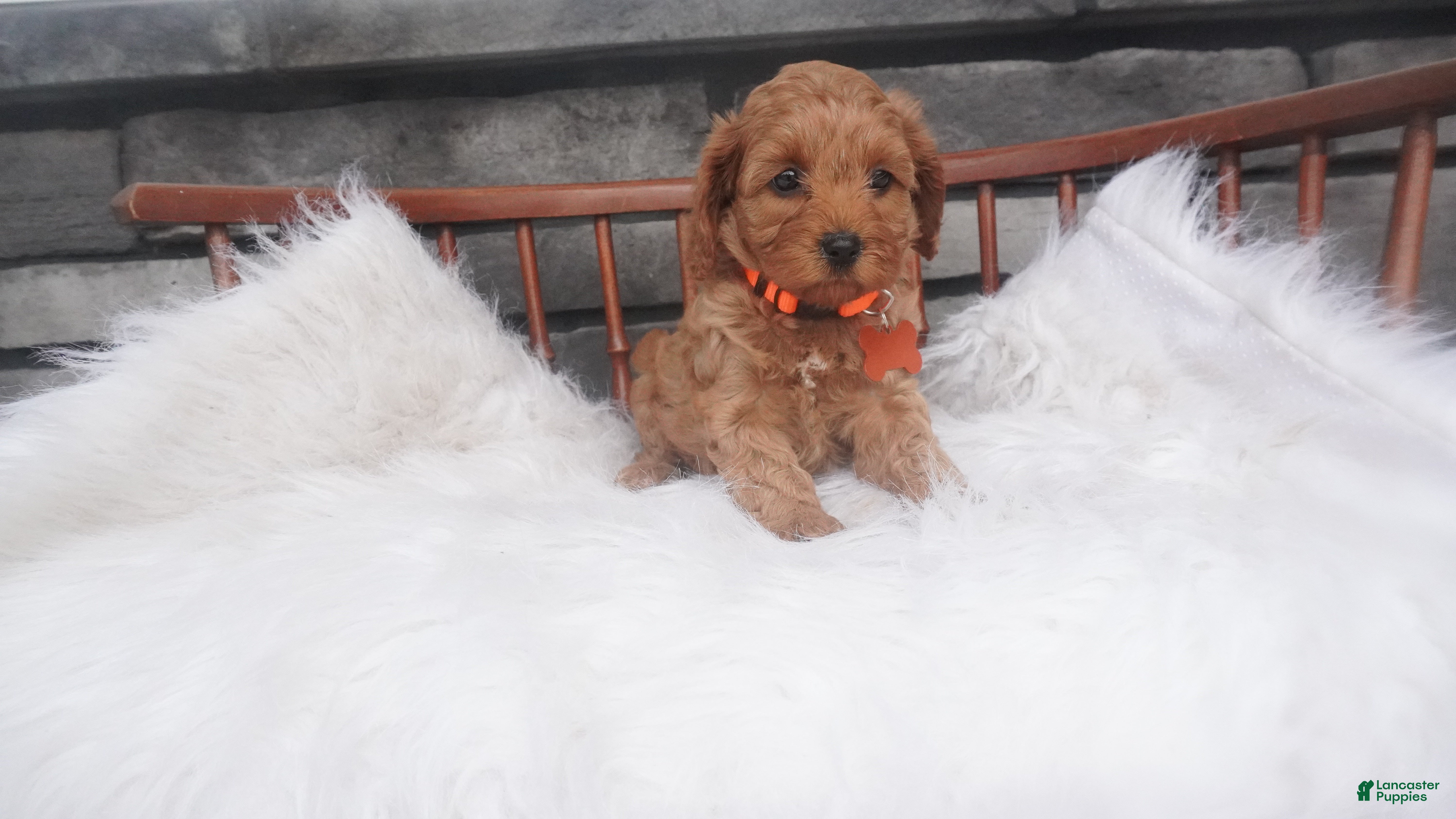 Cavapoo dogs Susie  - Ad 2