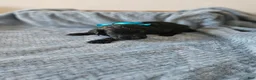 Portuguese Water Dog dogs for sale: Shadow - Ad 3