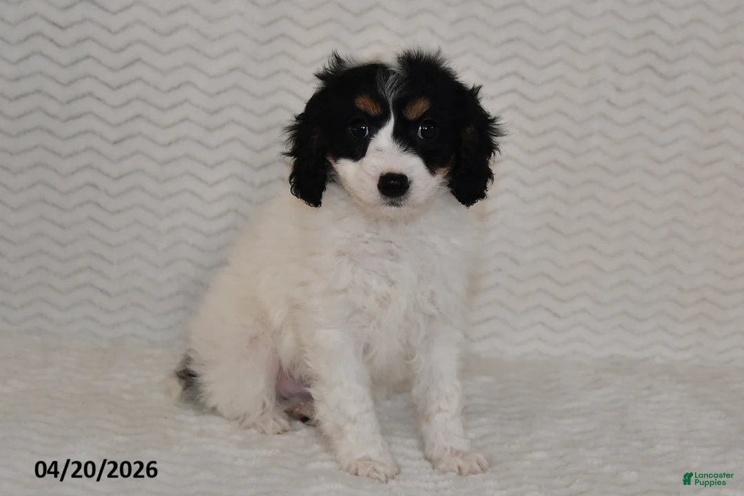 Cavapoo dogs for sale: Brody - Ad 1