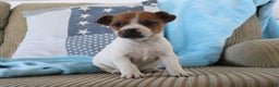 Jack Russell Terrier dogs for sale: Sierra - Ad 2