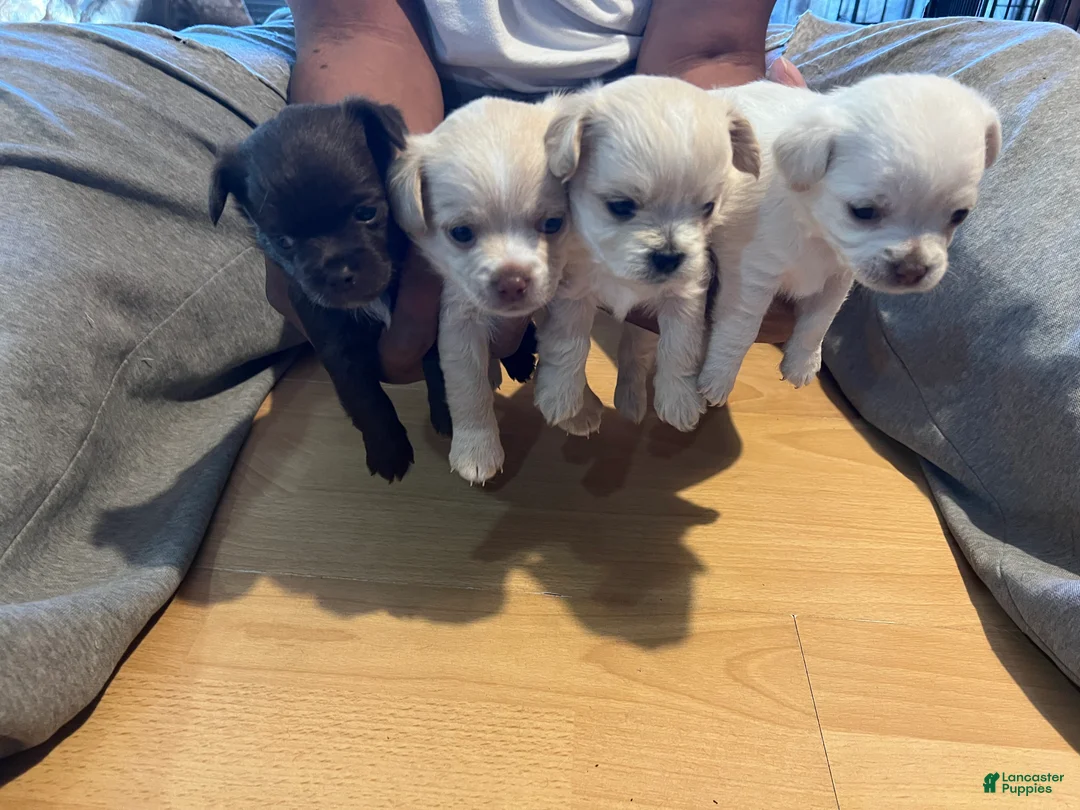 Chihuahua dogs for sale: Chihuahua Puppy 4 - Ad 2