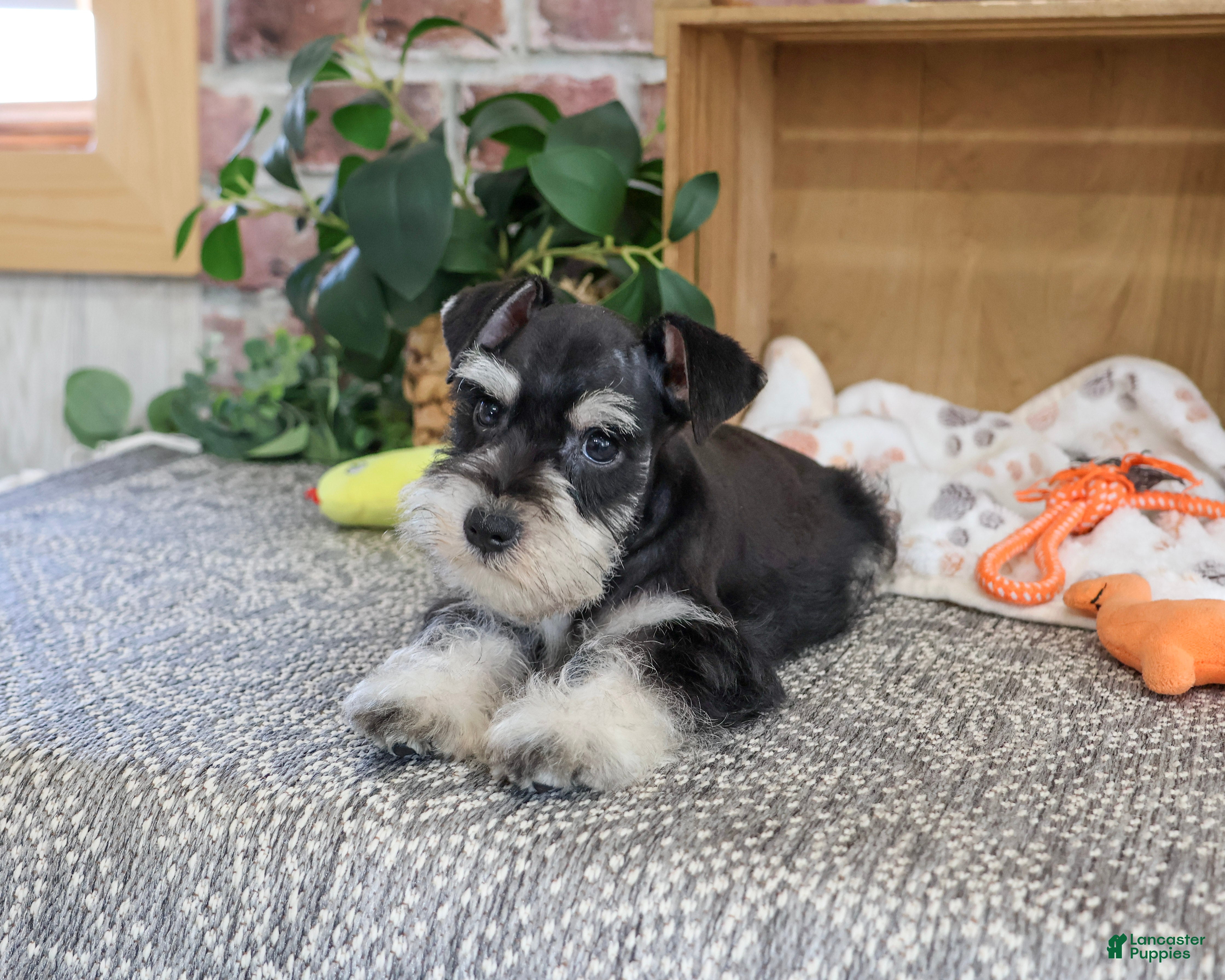 Miniature Schnauzer dogs Jacob - Ad 16