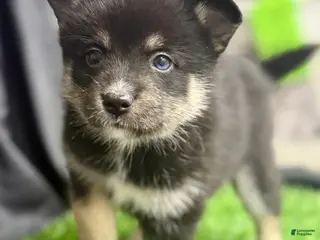 Mixed Breed dogs Sugar - Ad 34