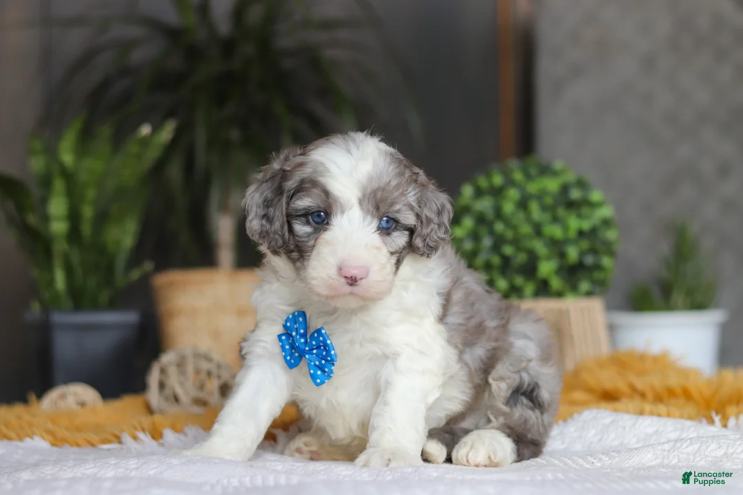 Sheepadoodle dogs for sale: Hoppie - Ad 3