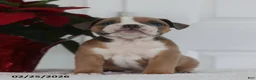 English Bulldog dogs for sale: Ronnie - Ad 4