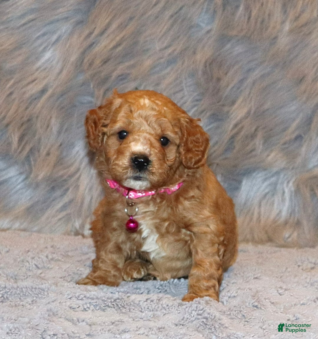 Mini Goldendoodle dogs for sale: Wanda - Ad 1