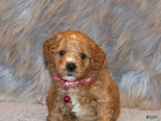 Mini Goldendoodle dogs Wanda🌷 Genetic Clear Parents - Ad 25