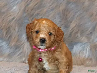 Mini Goldendoodle dogs Wanda🌷 Genetic Clear Parents - Ad 36
