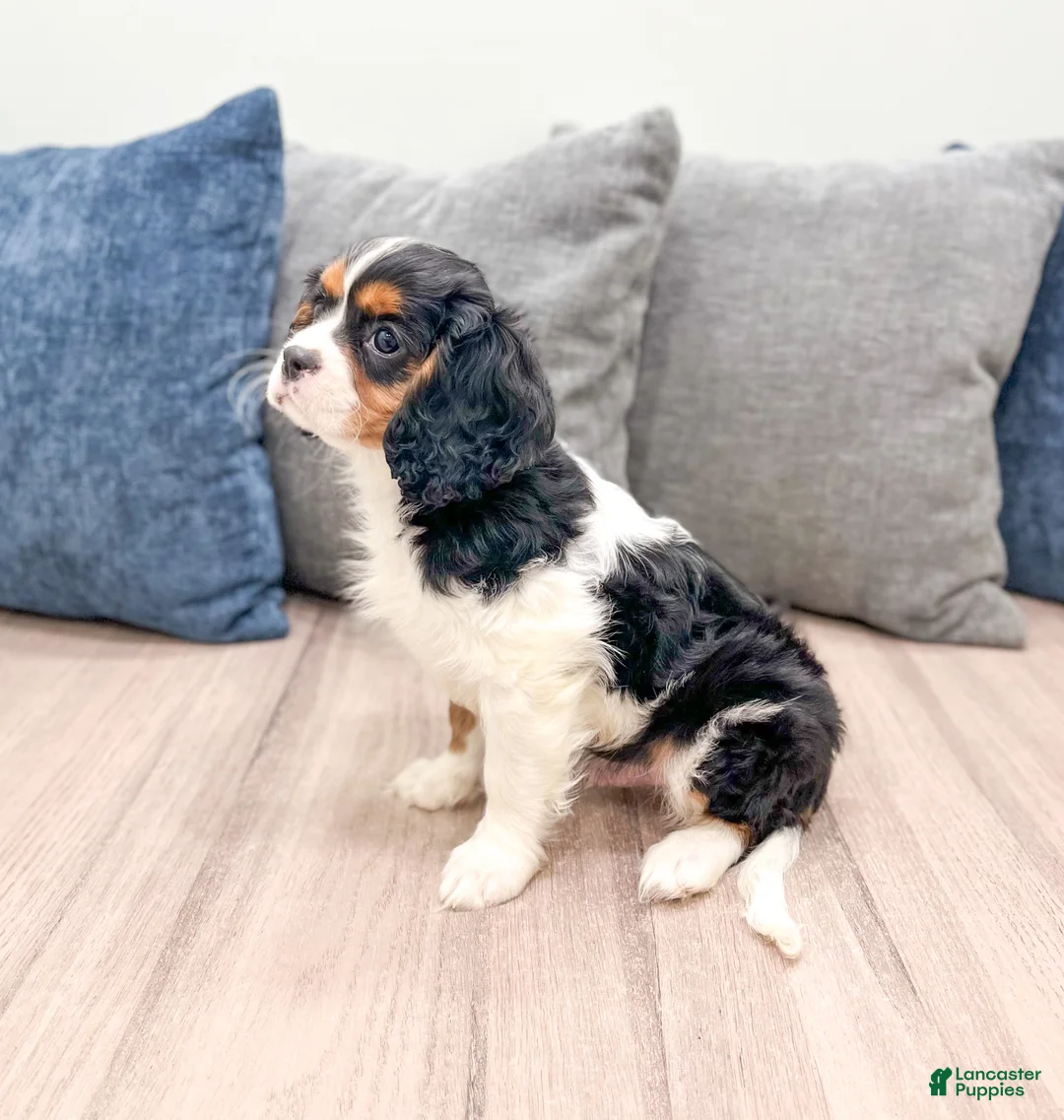 Cavalier King Charles Spaniel dogs for sale: Duff - Ad 4