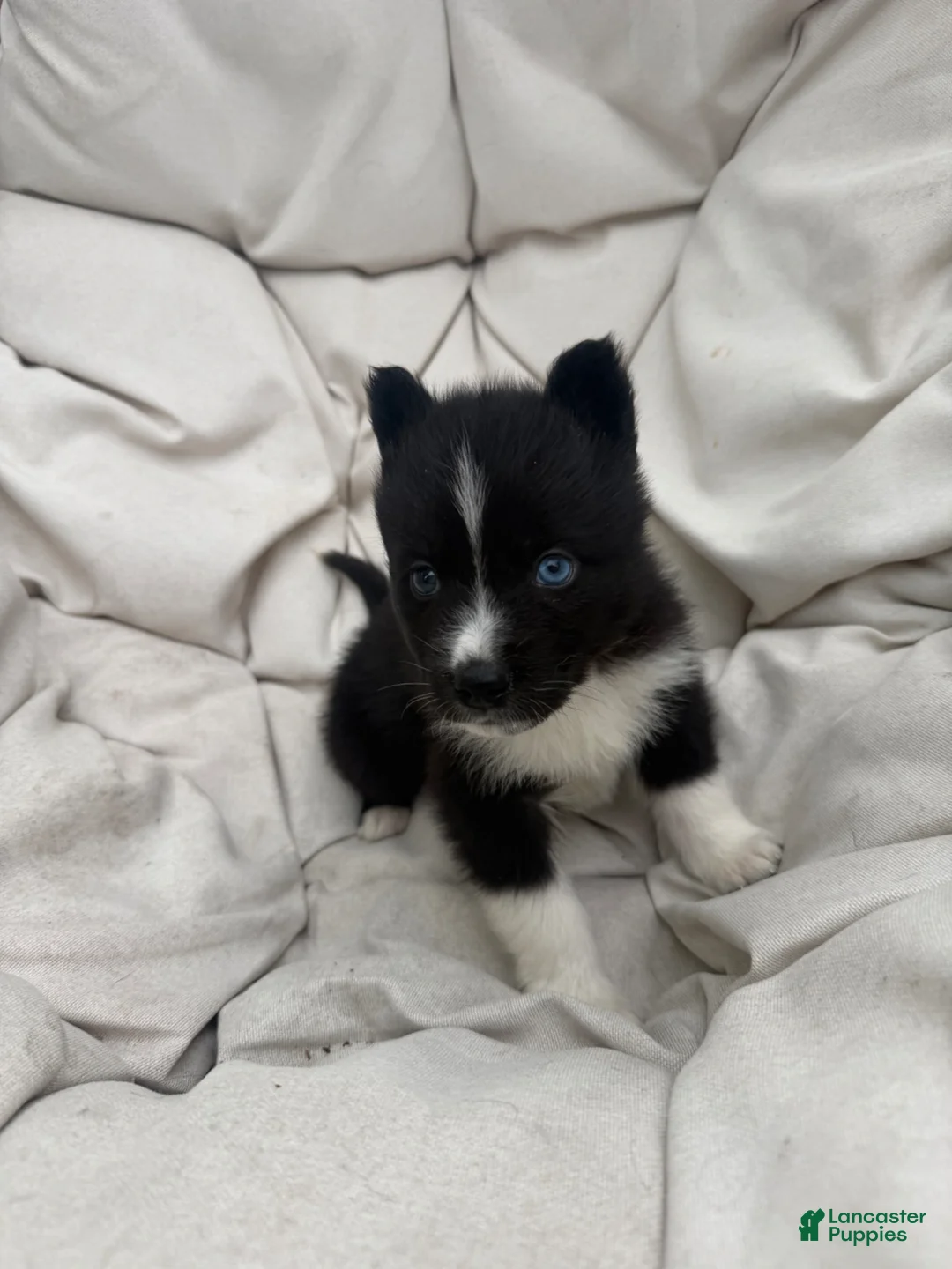 Mixed Breed dogs for sale: Bandit - Ad 2