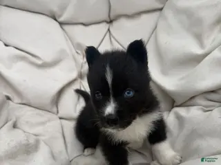 Mixed Breed dogs Bandit - Ad 4