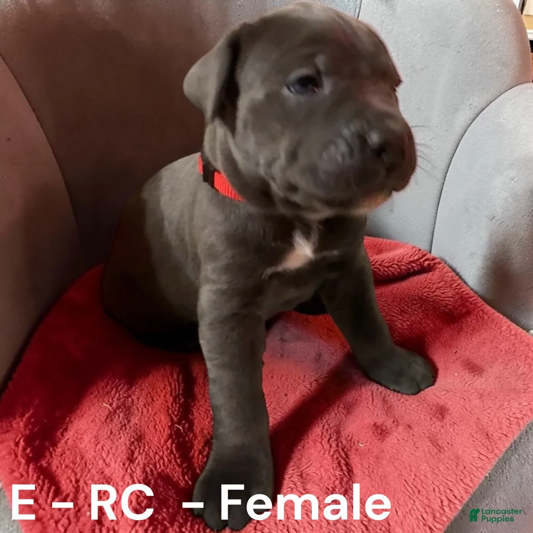 Cane Corso dogs for sale: Cane Corso Red  - Ad 1