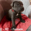 Cane Corso Red