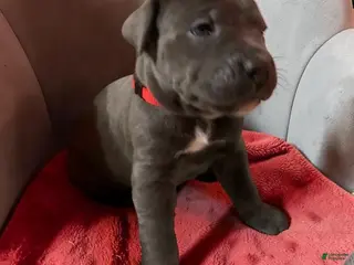 Cane Corso dogs for sale: Cane Corso Red - Ad 1