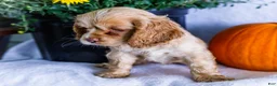 Cocker Spaniel dogs for sale: Daisy - Ad 4
