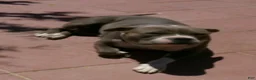 American Pit Bull Terrier dogs for sale: Panda-Girl  Pit-bull - Ad 5