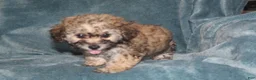 Miniature Poodle dogs for sale: Storm  - Ad 3