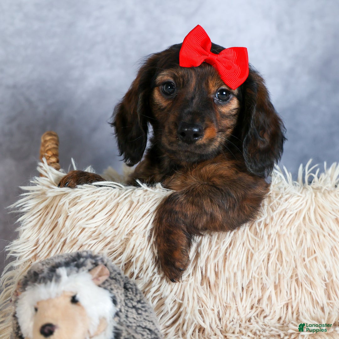 Miniature Dachshund dogs for sale: Felix - Ad 4