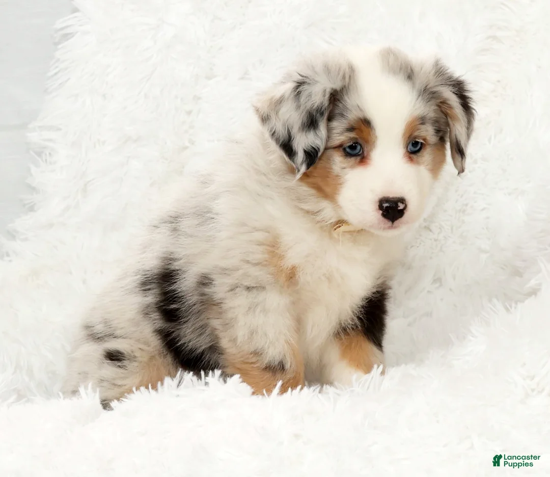Australian Shepherd dogs for sale: Callie - Ad 8