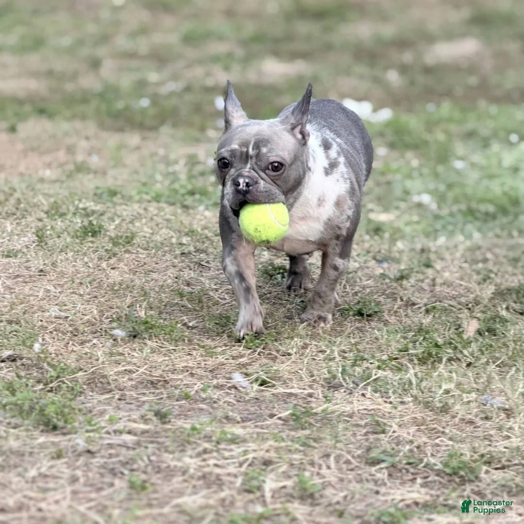 French Bulldog dogs for sale: Stormy - Ad 9
