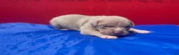 American Bully dogs for sale: Scarr - Ad 9