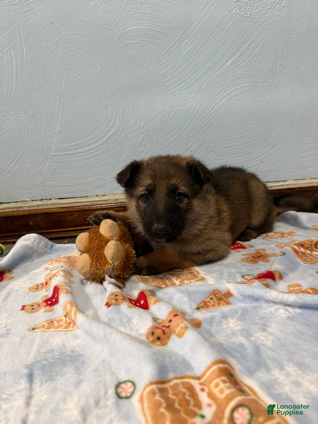 German Shepherd dogs for sale: Bella  - Ad 4