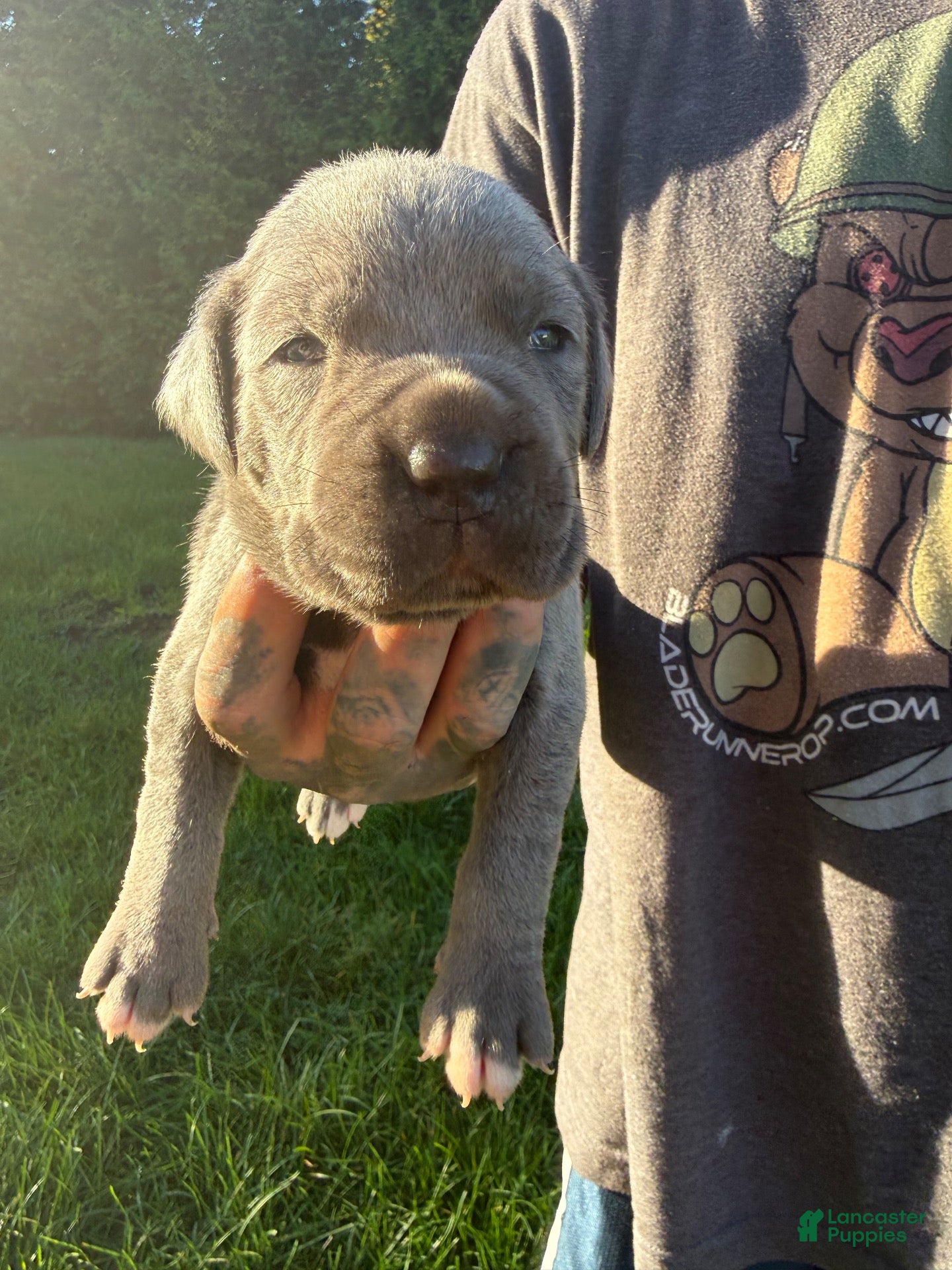 Cane Corso dogs for sale: Leo - Ad 11