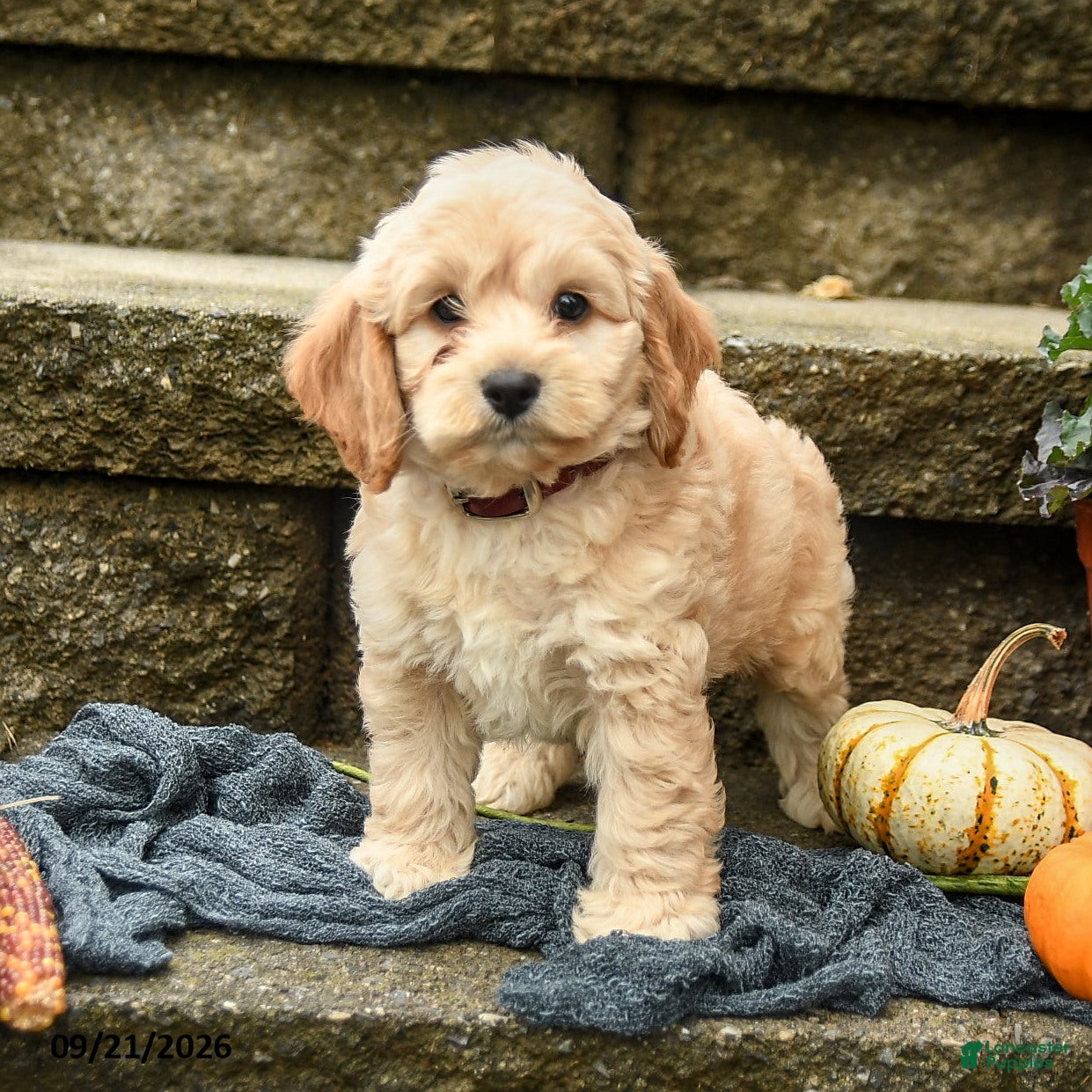 Cockapoo dogs Marshmallow - Ad 1