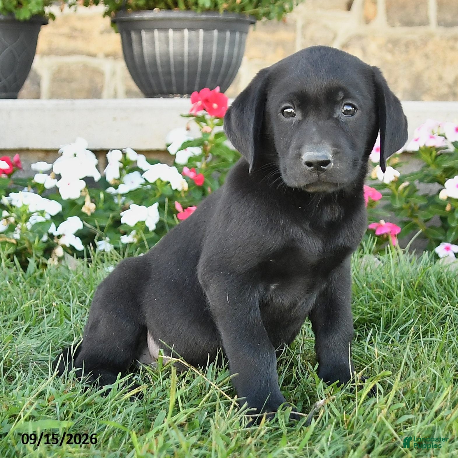 Labrador Retriever dogs Gino - Ad 2