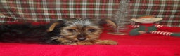 Yorkshire Terrier dogs for sale: Maxine - Ad 2