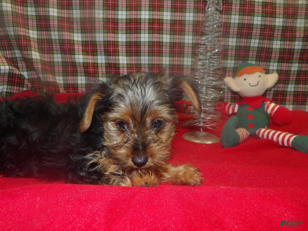 Yorkshire Terrier dogs for sale: Maxine - Ad 2