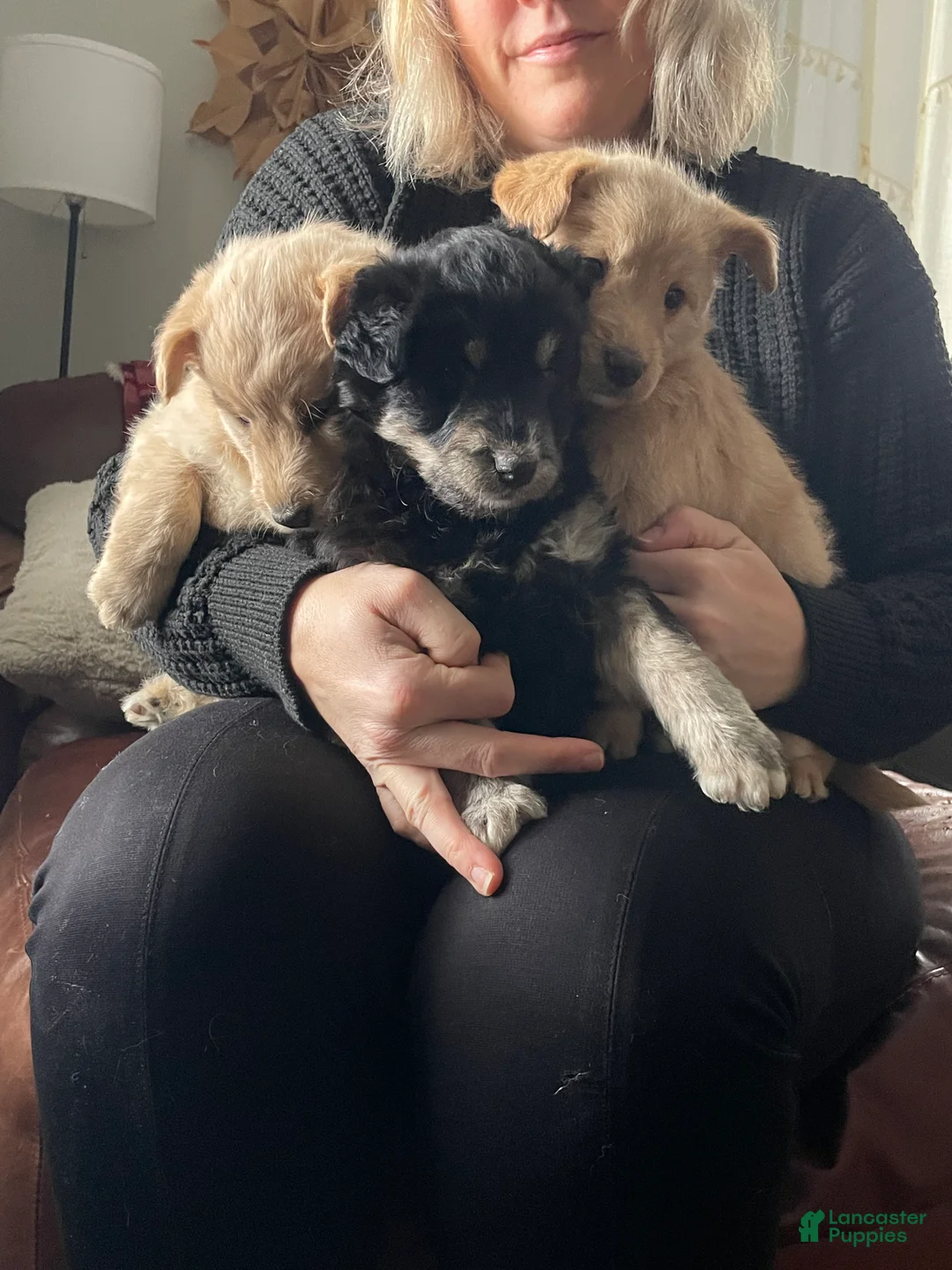 Mixed Breed dogs for sale: Maya Angelou - Ad 2