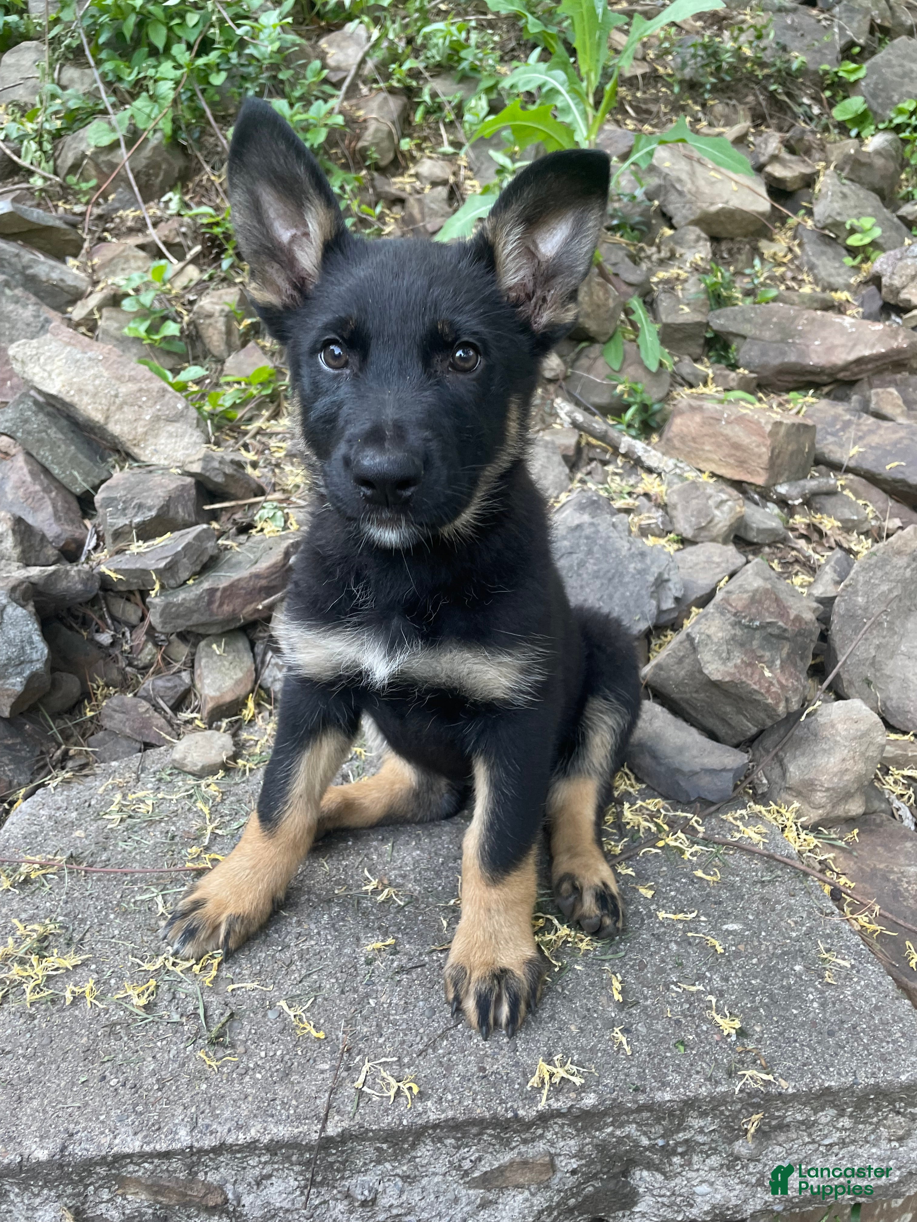 German Shepherd dogs Collar Tan  - Ad 2