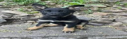 German Shepherd dogs for sale: Collar Tan  - Ad 3