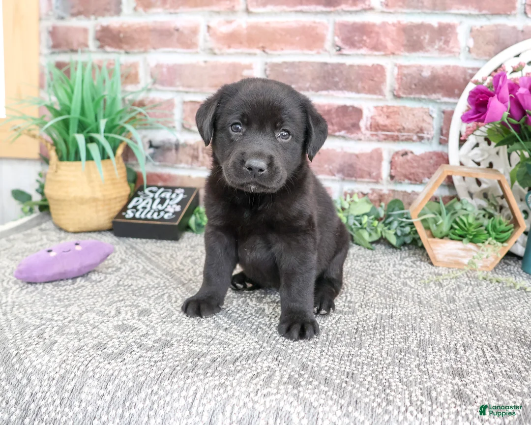 Labrador Retriever dogs for sale: Emilee - Ad 1