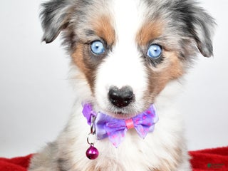 Miniature Australian Shepherd dogs Joshua - Ad 2