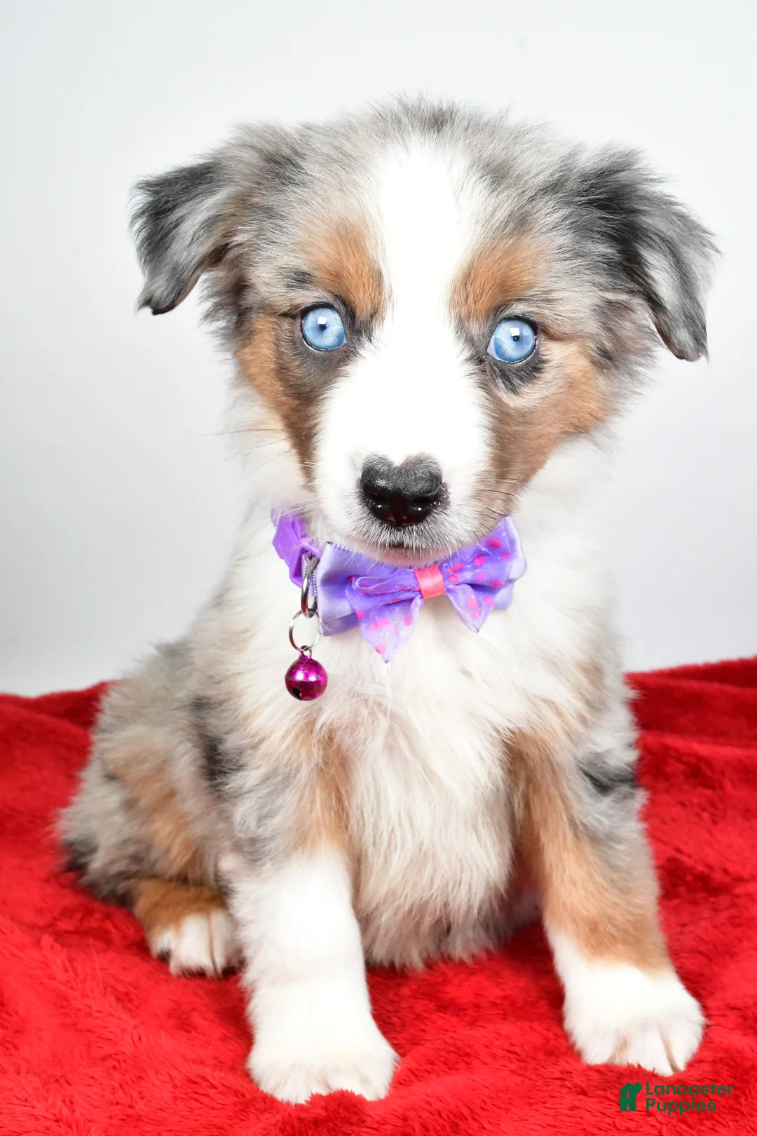 Miniature Australian Shepherd dogs for sale: Joshua - Ad 1