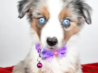 Miniature Australian Shepherd dogs Joshua - Ad 30