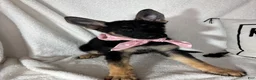 German Shepherd dogs for sale: Glenda - Ad 2
