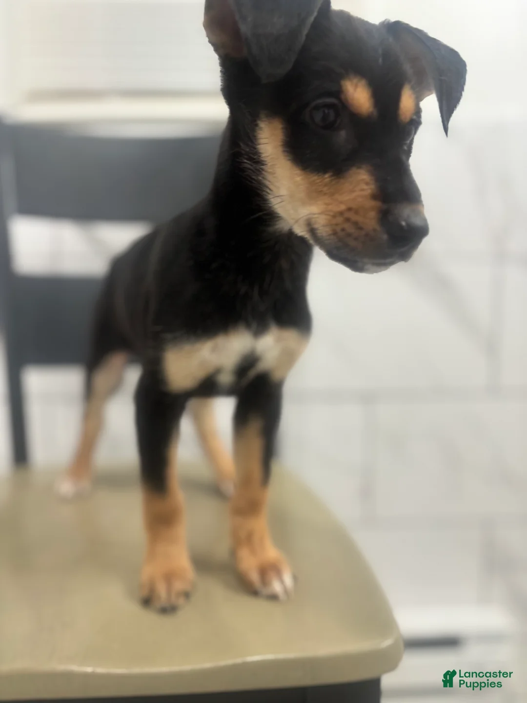 Mixed Breed dogs for sale: Mixed Breed Puppy 6 - Ad 3