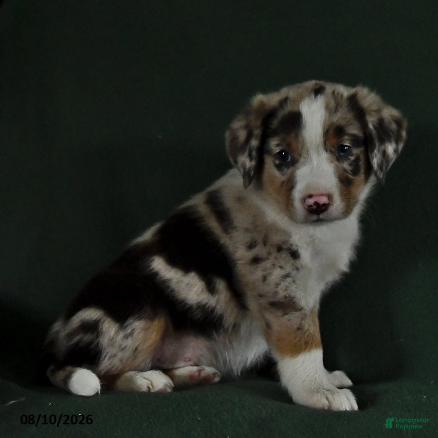Mixed Breed dogs Blake - Ad 2