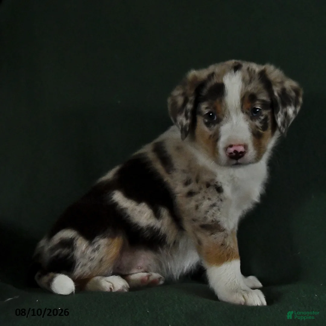 Mixed Breed dogs for sale: Blake - Ad 2
