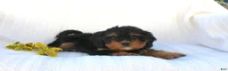 Cavapoo dogs for sale: Lexi - Ad 8