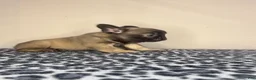 French Bulldog dogs for sale: French Bulldog 3 - Ad 3
