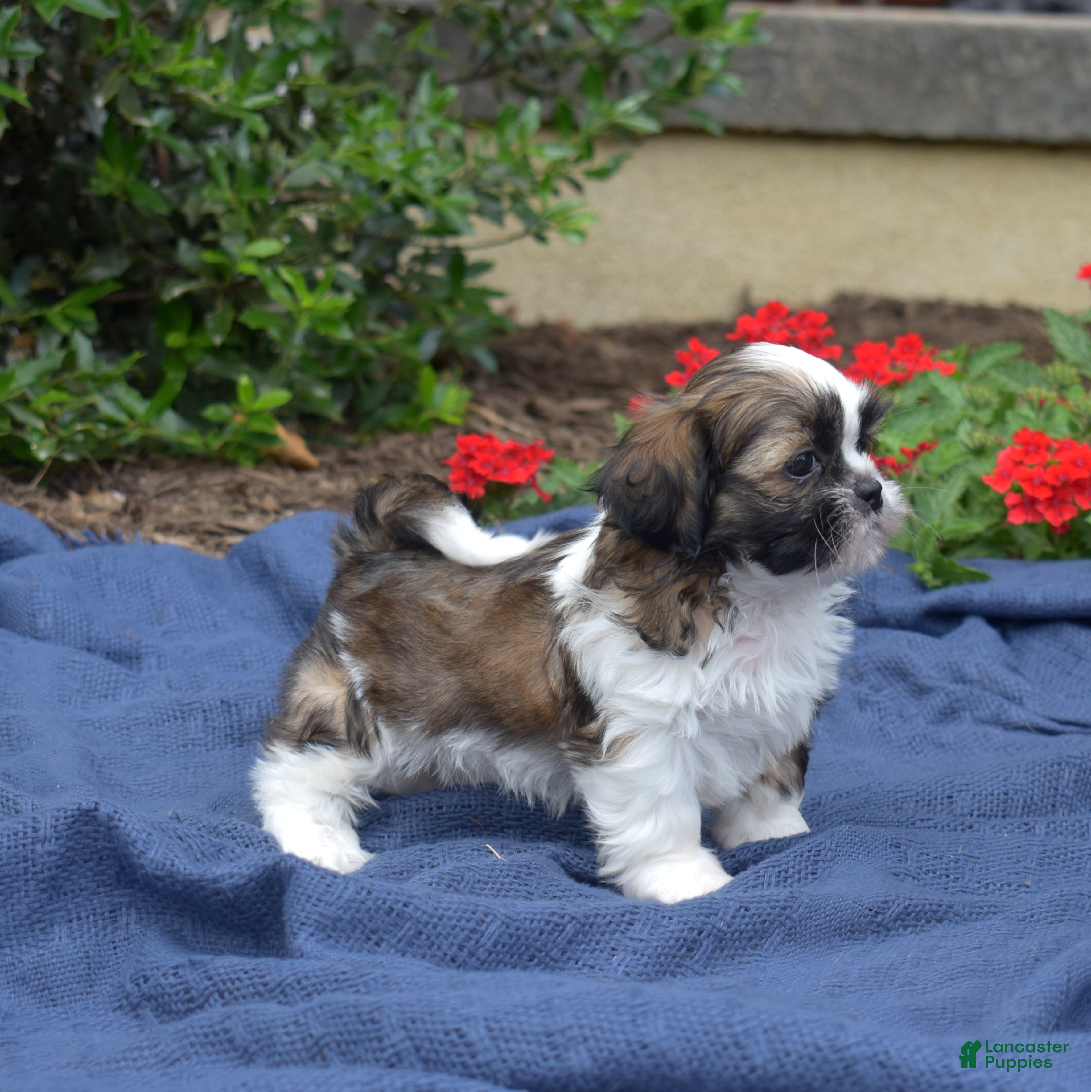 Shih Tzu dogs Zucchini - Ad 2