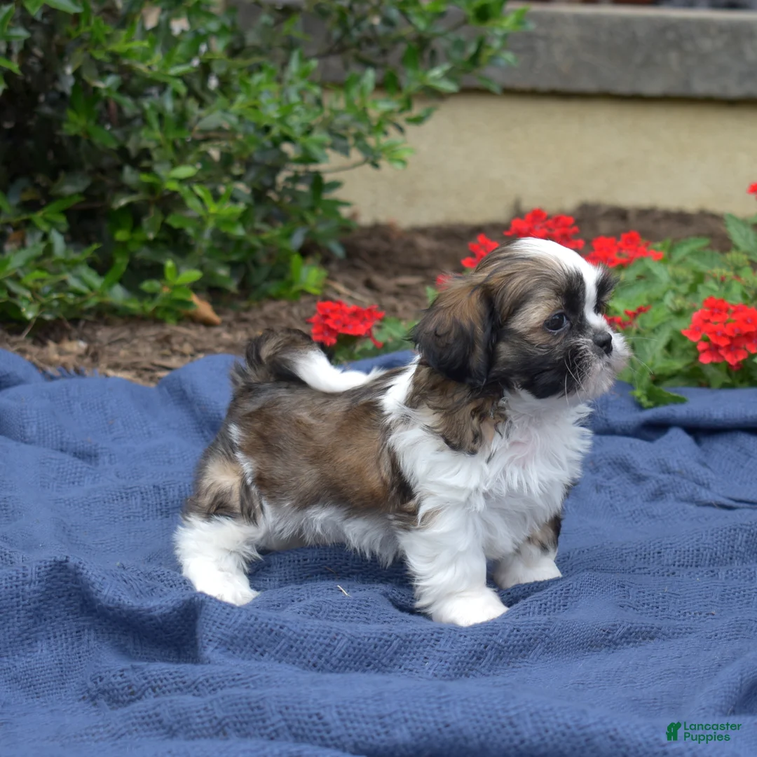 Shih Tzu dogs for sale: Zucchini - Ad 2
