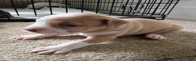 American Pit Bull Terrier 3