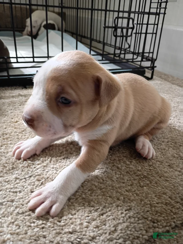 American Pit Bull Terrier 3 American Pit Bull Terrier for sale in ...
