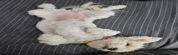 Havapoo dogs for sale: Jordie - Ad 18