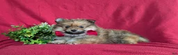 Pomeranian dogs for sale: Maloney - Ad 4